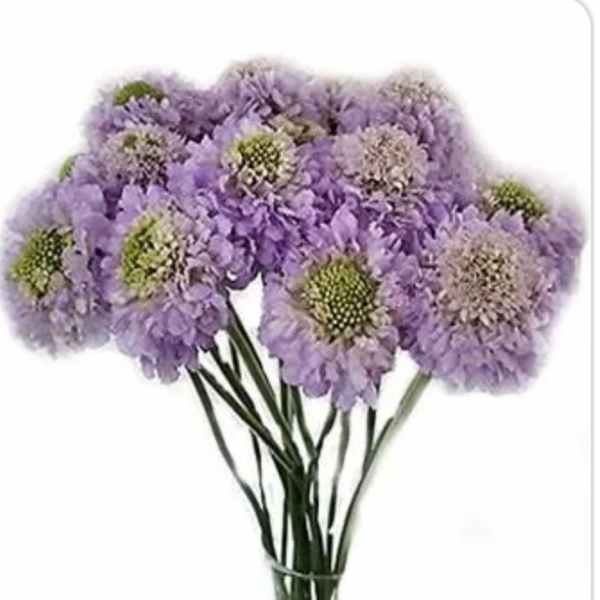 Scabiosa