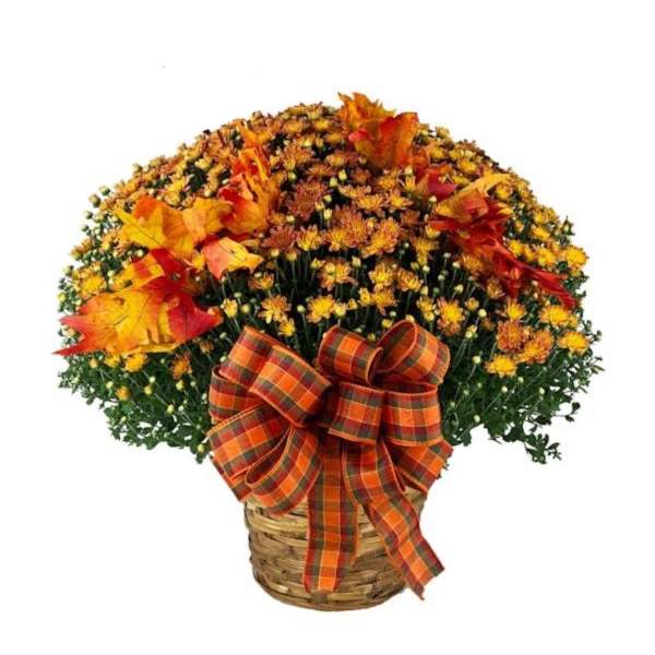 Autumn Harvest Mum Basket
