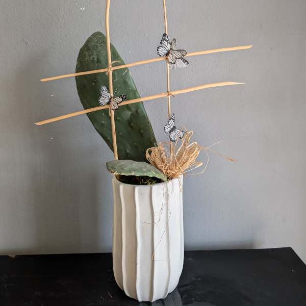 Paddle Cactus