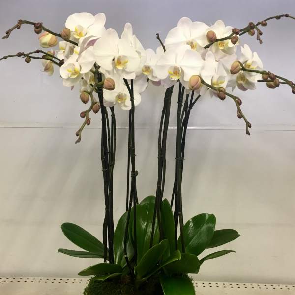 Gold vase with white orchids