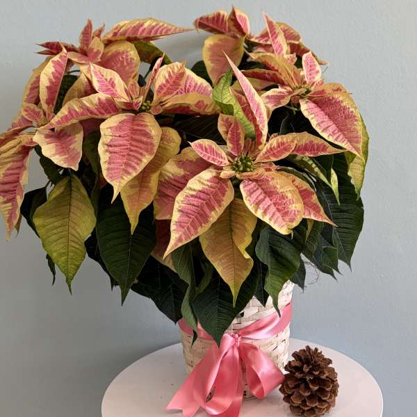 8 1/2 Marble Poinsettia