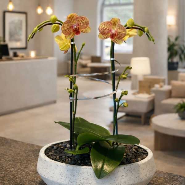 Peach Phalaenopsis Orchid – Luxury Home Accent