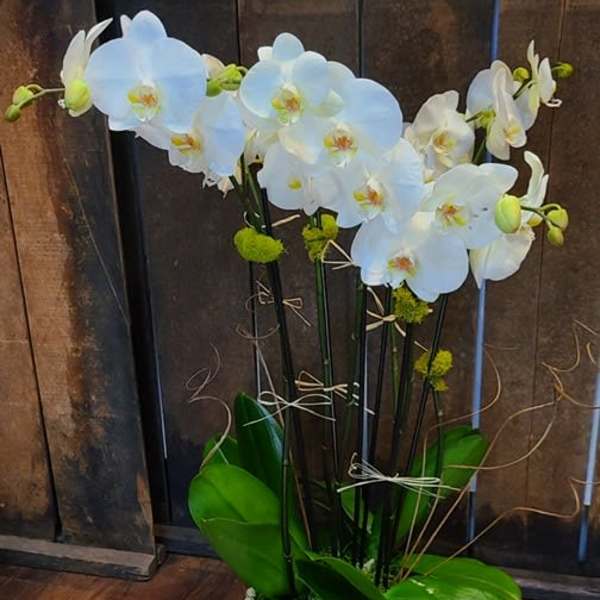 The perfect orchid arrangement