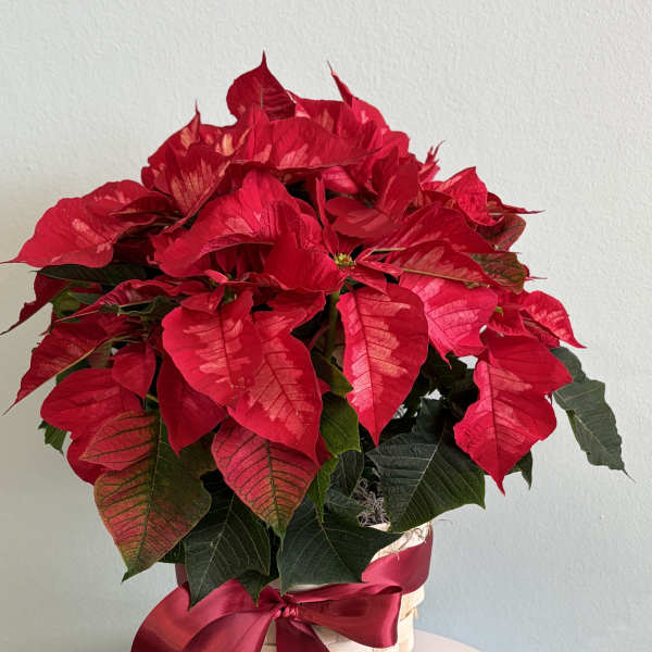 6 1/2" Red Poinsettia