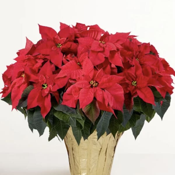 Merry & Bright Poinsettia