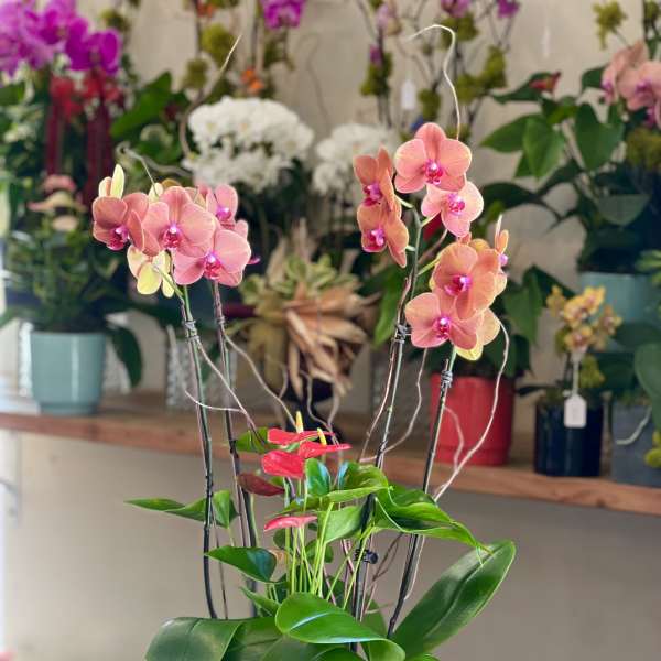 Luminous Orange Orchid