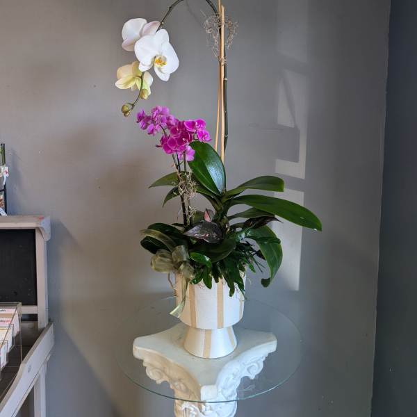 Potter orchids and house plants!