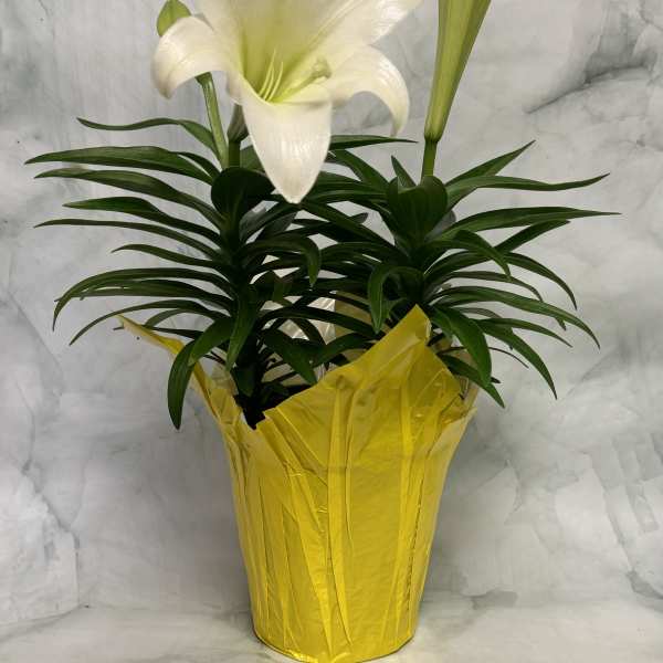Easter Lily
