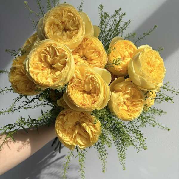 Yellow Roses