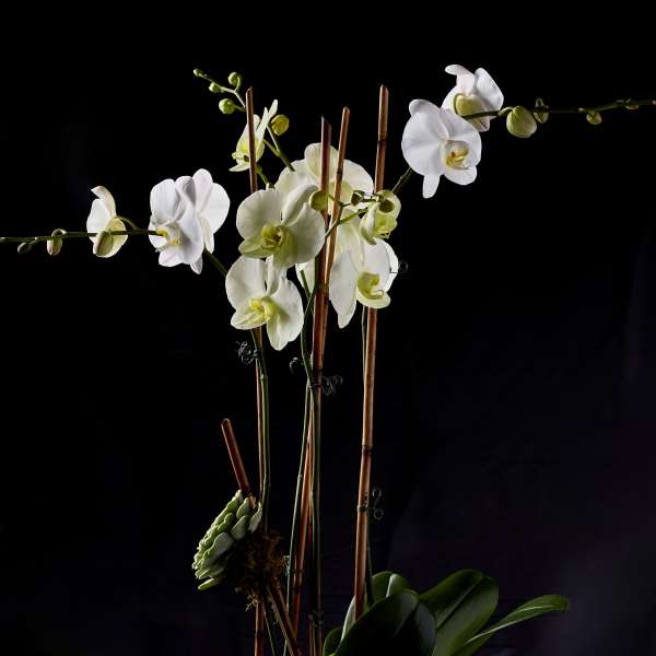 Designer's Orchid #2