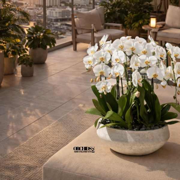 White Phalaenopsis Orchid – Gallery Inspired Design