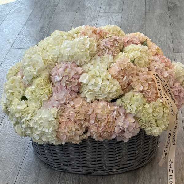 Hydrangea pink, white