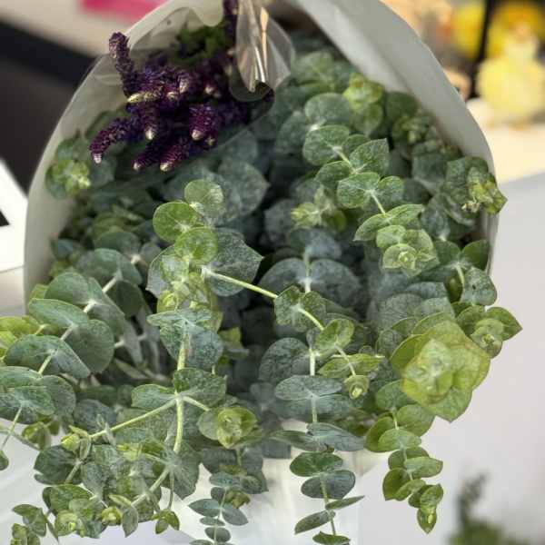 Eucalyptus & Lavender Bundle aka The Nubia Bundle