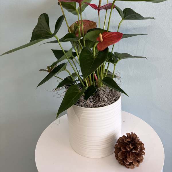 8" Hot Pink Anthurium Plant