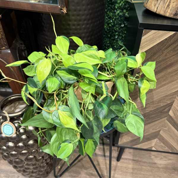 Pothos Brasil