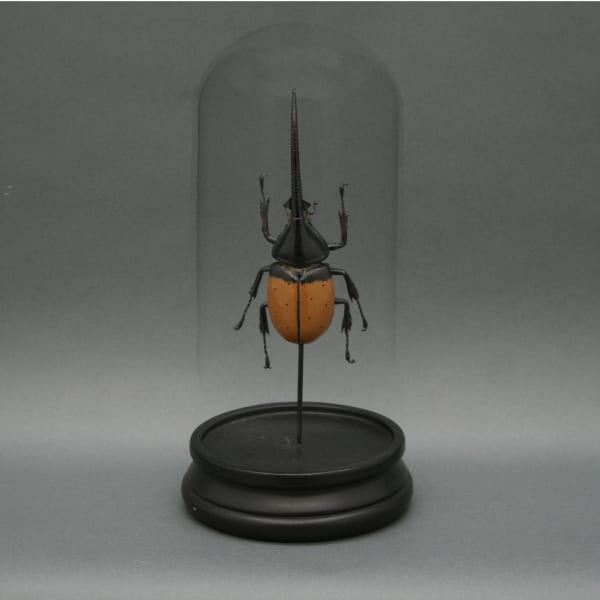 Brown Hercules Beetle Glass Cloche