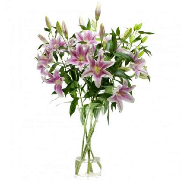 Living Blooms Lily Pink