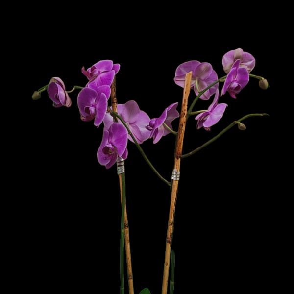 Orchid Plant Double Stem Purple