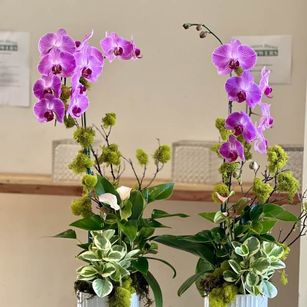 Orchid Planter Set