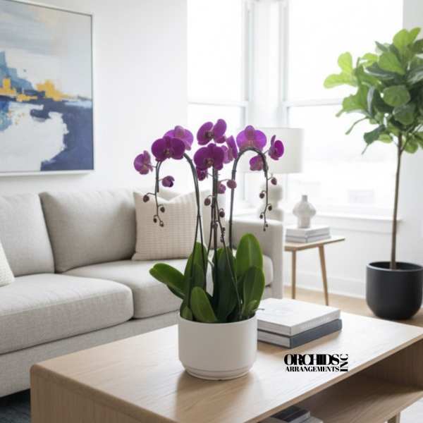 Purple Phalaenopsis Orchid – Luxury Contemporary Bowl