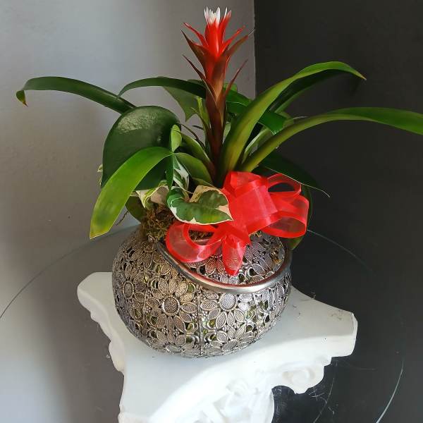 Flower lantern plant mix