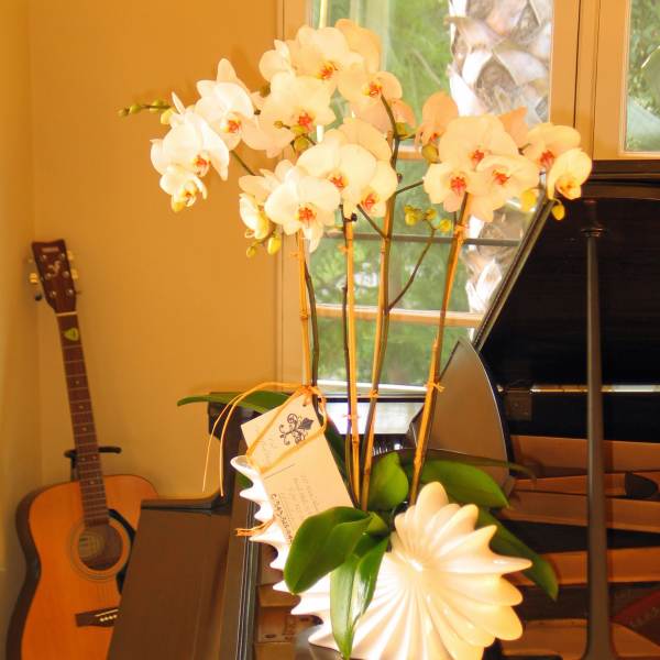 189 Multistem orchids