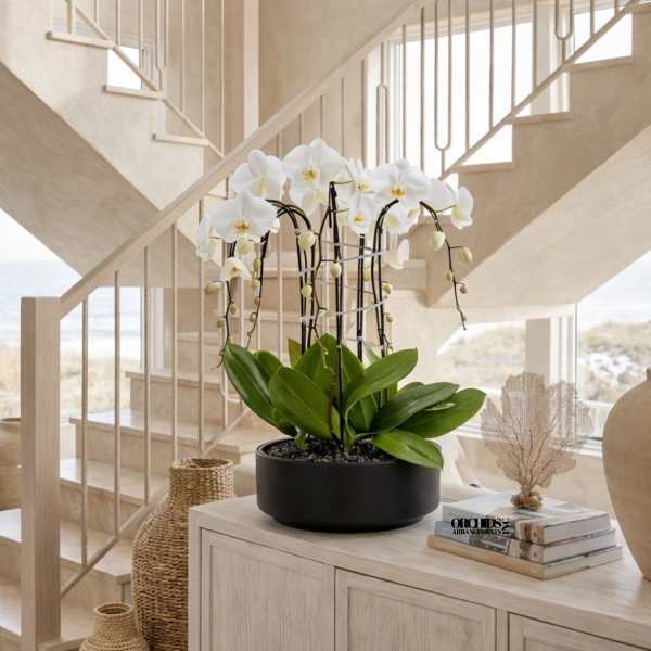 White Phalaenopsis Orchid – Luxe Ceramic