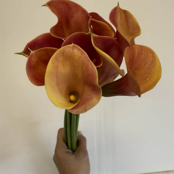 Mini Calla Mango