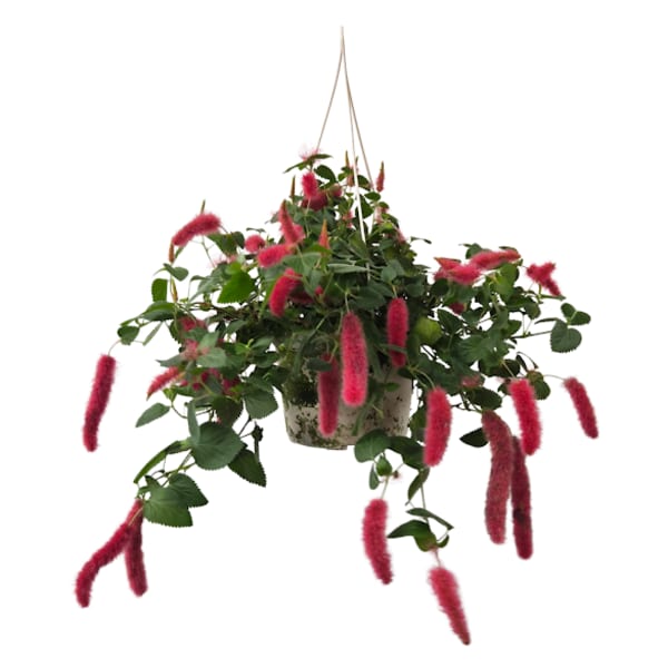 Chenille Firetail Hanging Plant