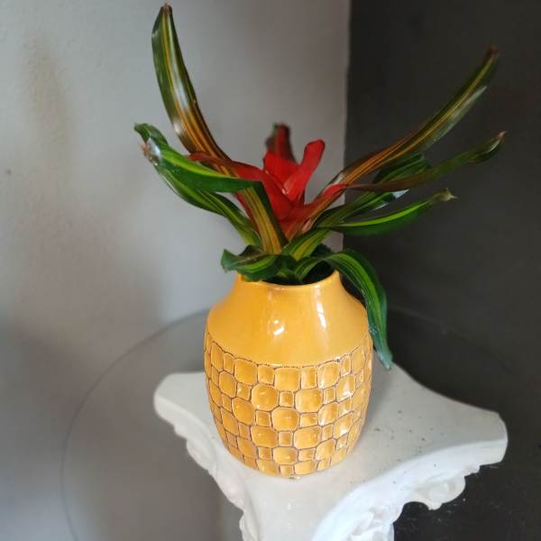 Blushing bromeliad (yellow pot)