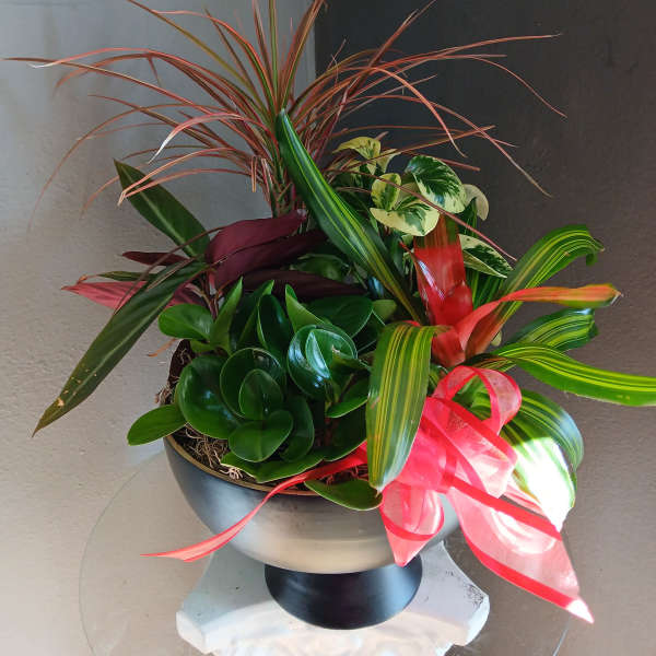 Stunning red and green plant mix 2