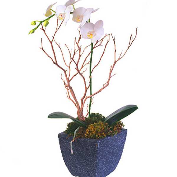 Love Phalionopsis Orchid