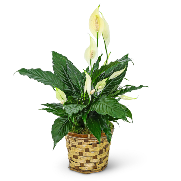 Tranquility Peace Lily Plant