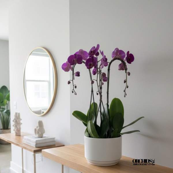 Purple Phalaenopsis Orchid – Modern Chic Style