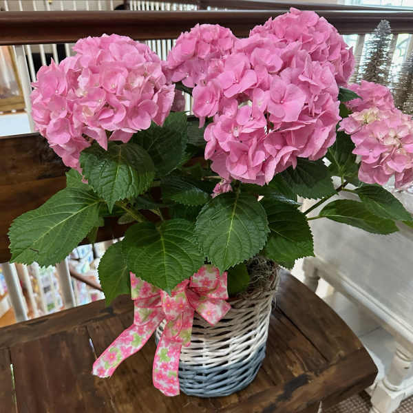 Potted pink hydrangea plant in a white and blue woven basket with a pink floral bow.