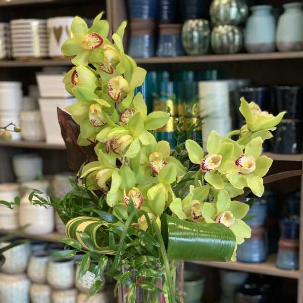Cymbidium Love