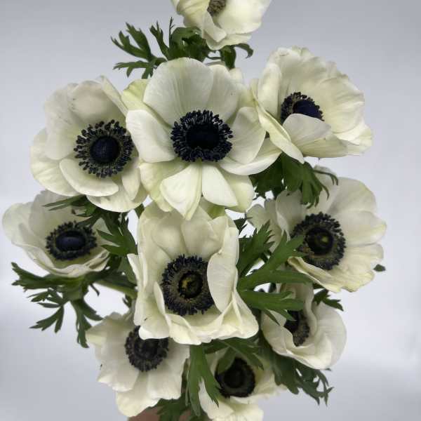 Anemones
