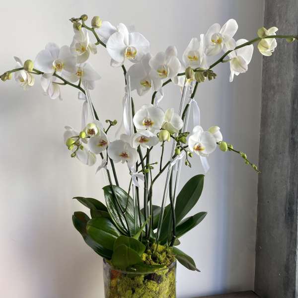 Modern Orchid Trio