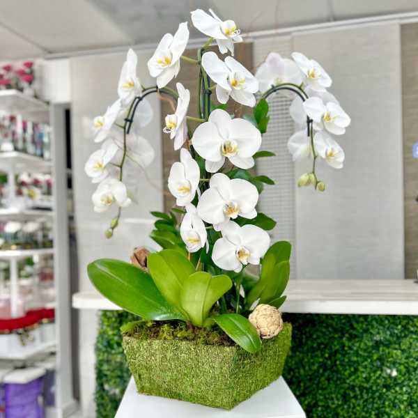 Triplets Orchid Plant Moss Vase - White