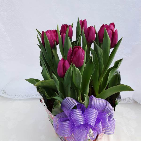 Potted magenta tulips in a decorative wrap with a purple ribbon bow