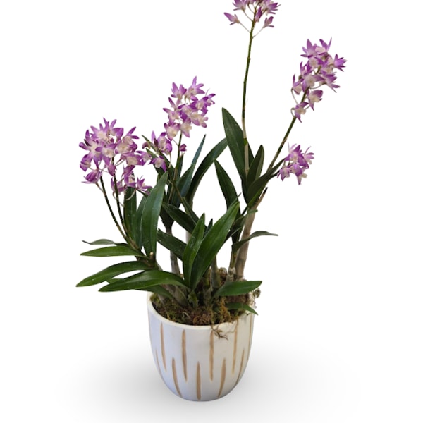 Mini Dendrobium Orchid Plant