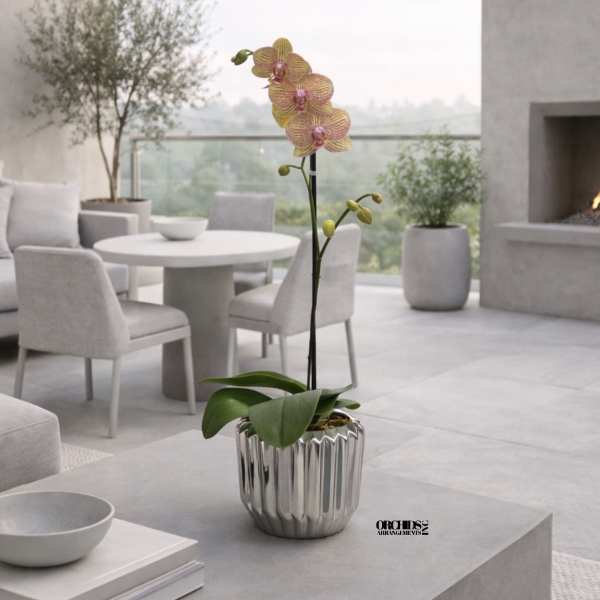 Peach Phalaenopsis Orchid – Designer Collection