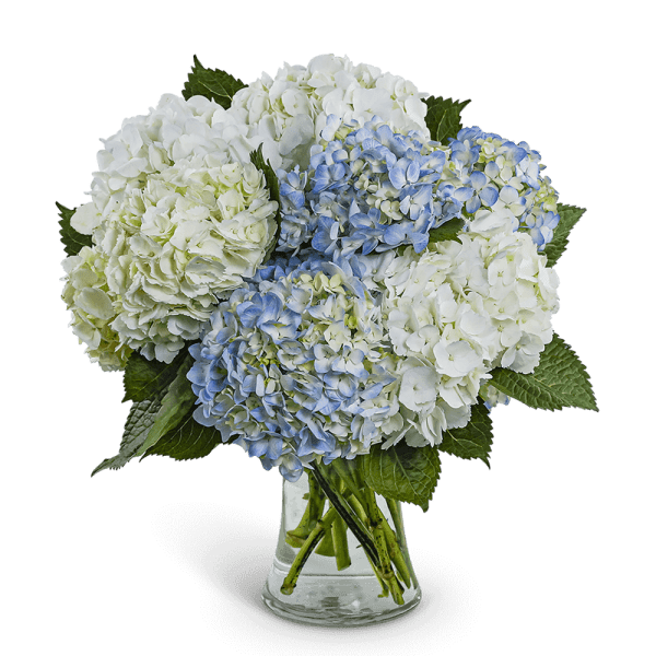 Lovely Lush Hydrangea
