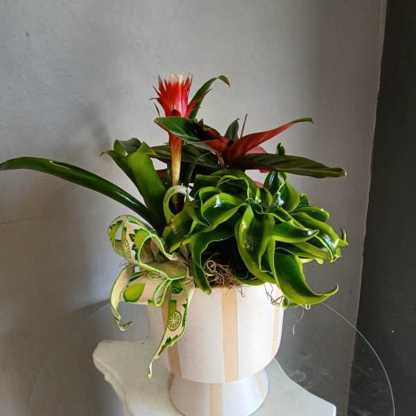 Dracaena + stromanthe + bromeliad in striped dish