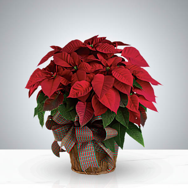 Christmas Poinsettia by Gia