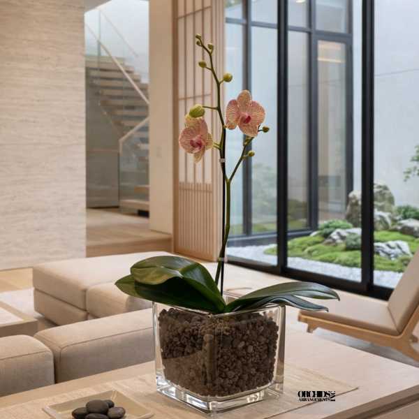 Peach Phalaenopsis Orchid – Luxury Glass Vase