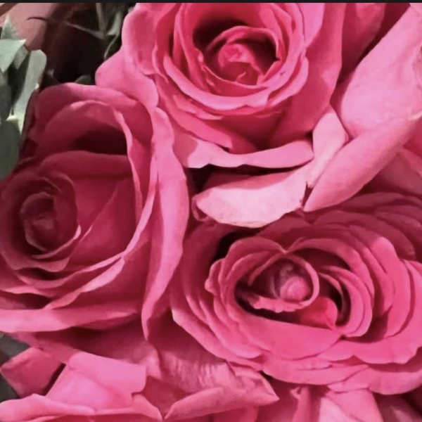 12 pink roses wrapped bouquet