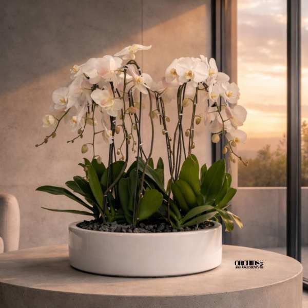 White Phalaenopsis Orchid – Luxury Home Reveal