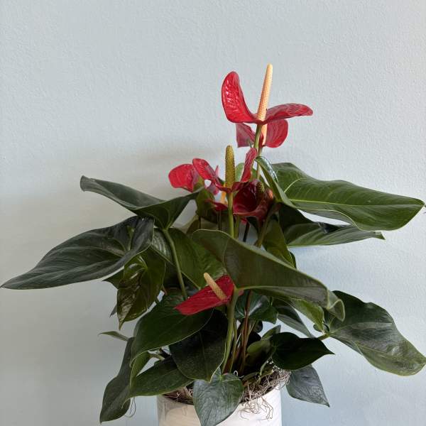 8" Red Anthurium Plant