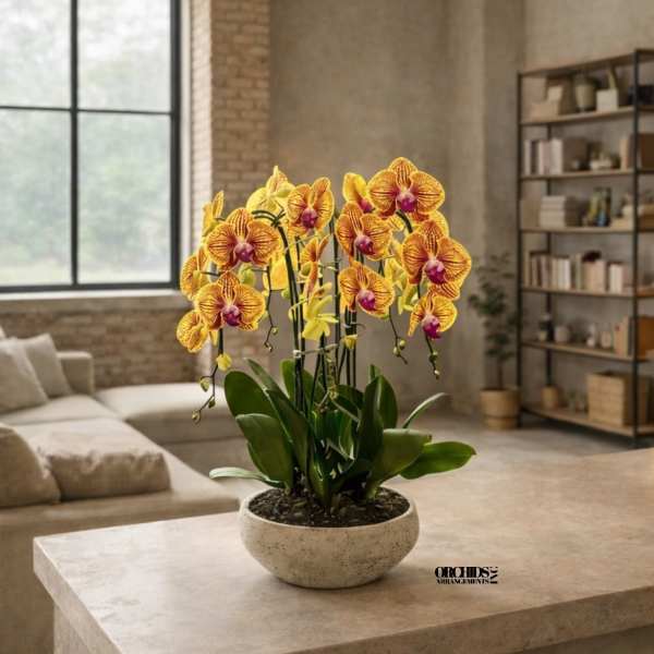 Peach Phalaenopsis Orchid – Grand Luxury Edition